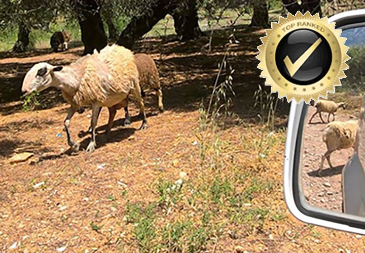 Sheep in the Cretan countryside seen during an off-road jeep safari